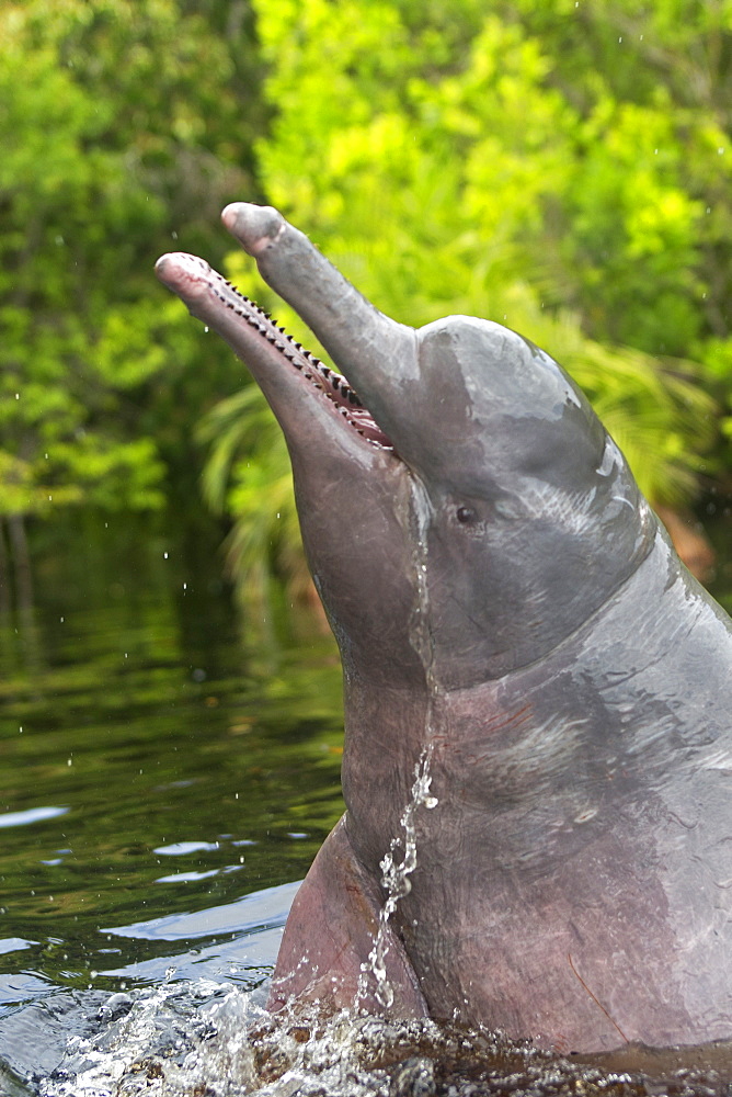 Pink River Dolphin at the surface, Rio Negro Brazil