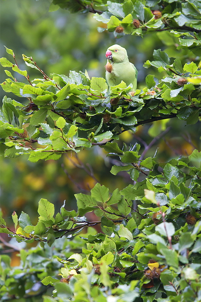 Ring-necked Parakeet perched in a beech in autumn, GB