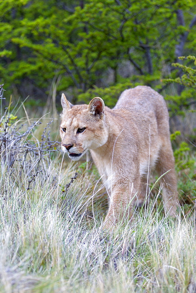 Puma in the scrub, Torres del Paine Chile