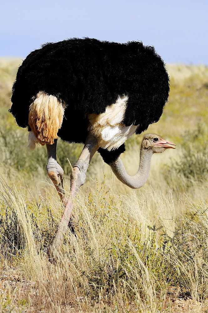 Male ostrich, Kalahari Desert Kgalagadi RSA