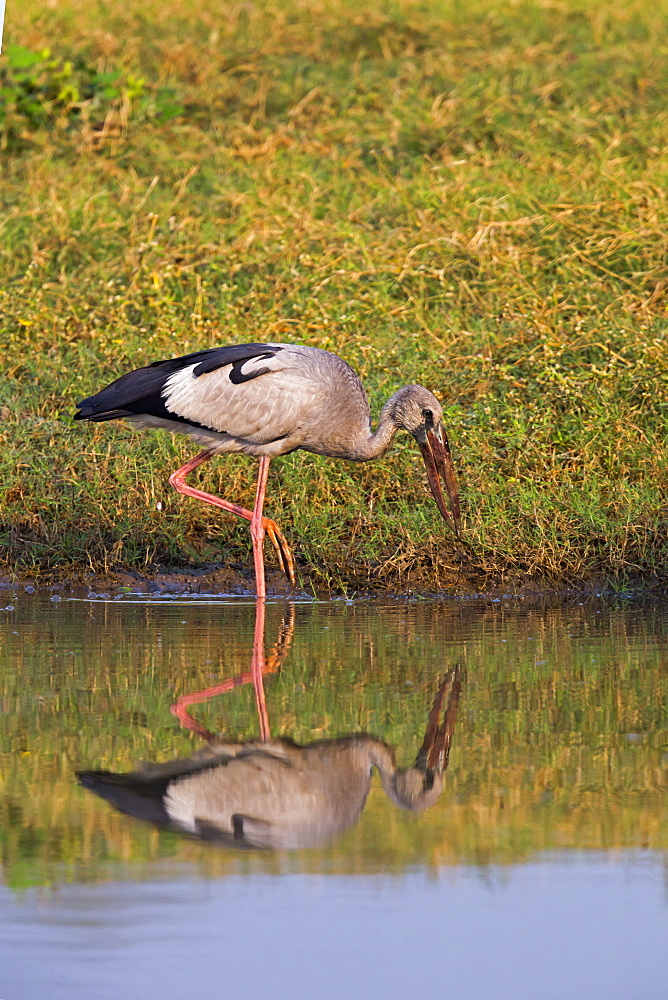 Asian Openbill in water, Rajasthan India