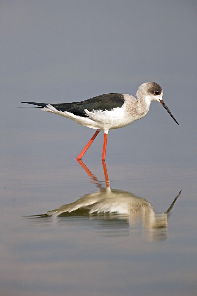 Black-winged Stilt in water, Rajasthan India