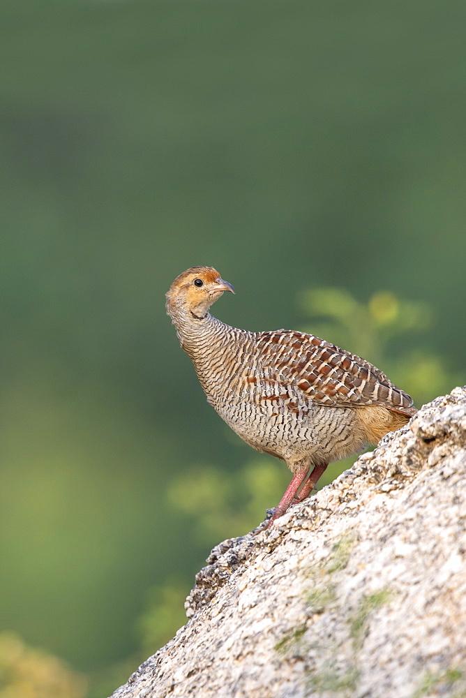 Grey Francolin on rock, Rajasthan India