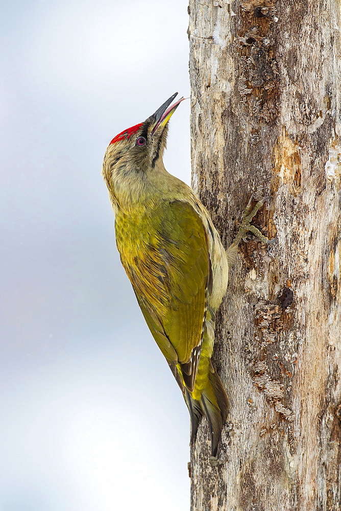 Male gray-headed woodpecker on a tree trunk in winter, Balkans Bulgaria