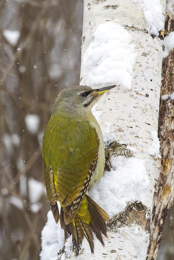 Female gray-headed woodpecker on a tree trunk in winter, Balkans Bulgaria