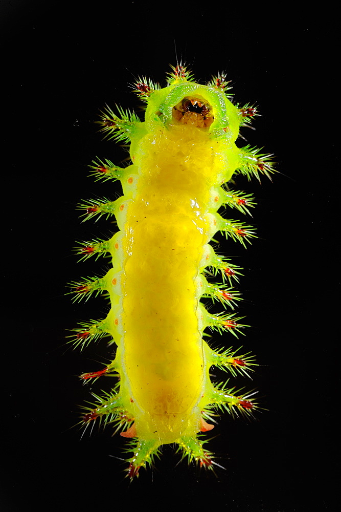 Caterpillar on black background, French Guiana 