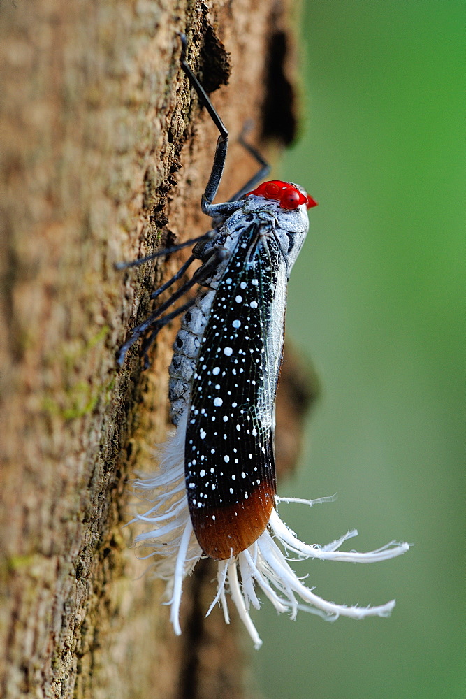 Lantern Fly on trunk, French Guiana 