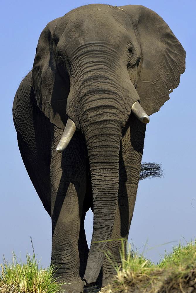 African Elephant on the bank, Chobe Botswana