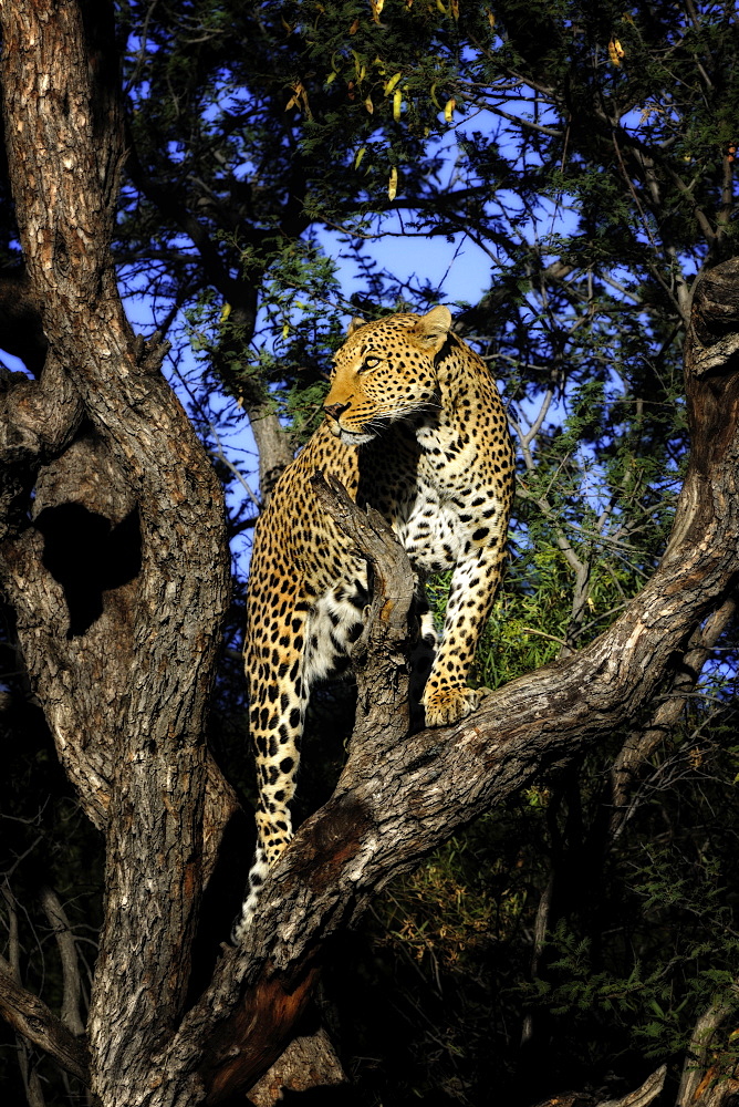 Leopard in a tree, Chobe Botswana