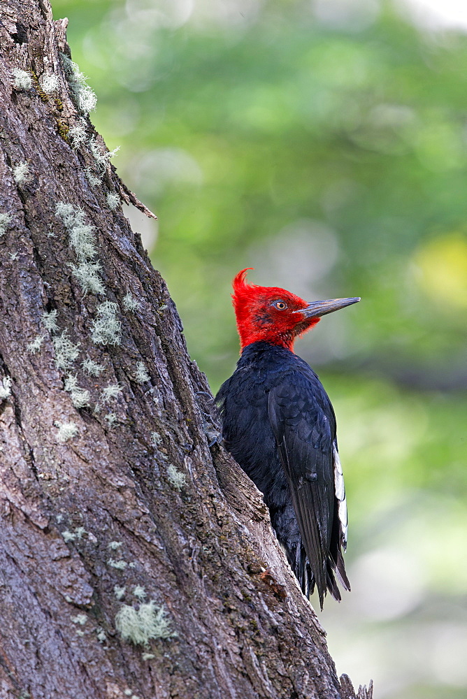 Magellanic Woodpecker on trunk, Torres del Paine Chile 