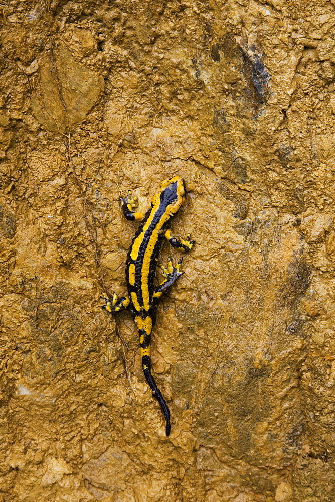 Speckled Salamander on muddy cliff, Pyrenees France 