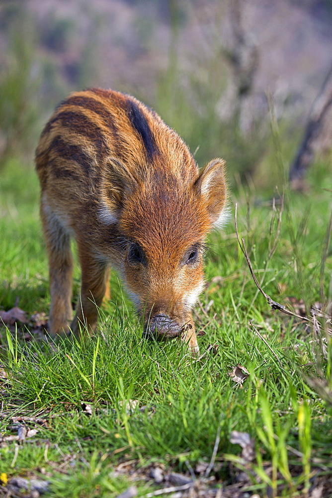 Young Pig Eurasia in the grass, France