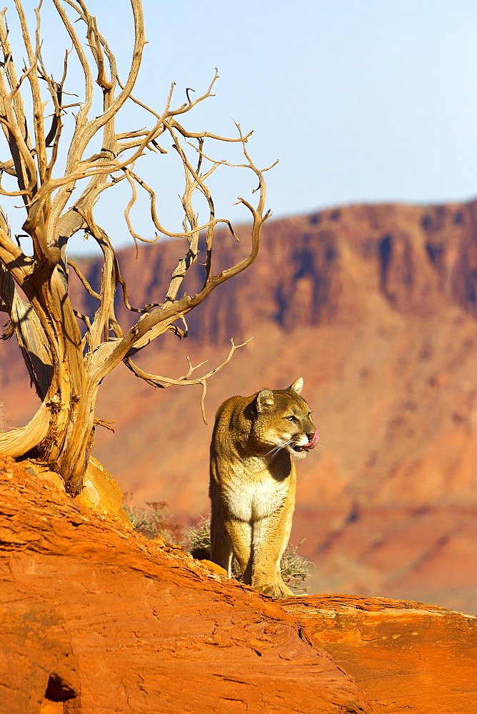 Puma on a rock and dead tree, Utah USA