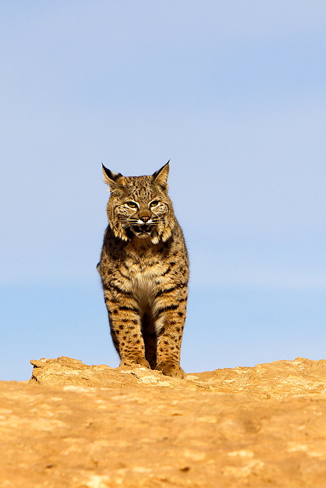 Bobcat on cliff, Utah USA 