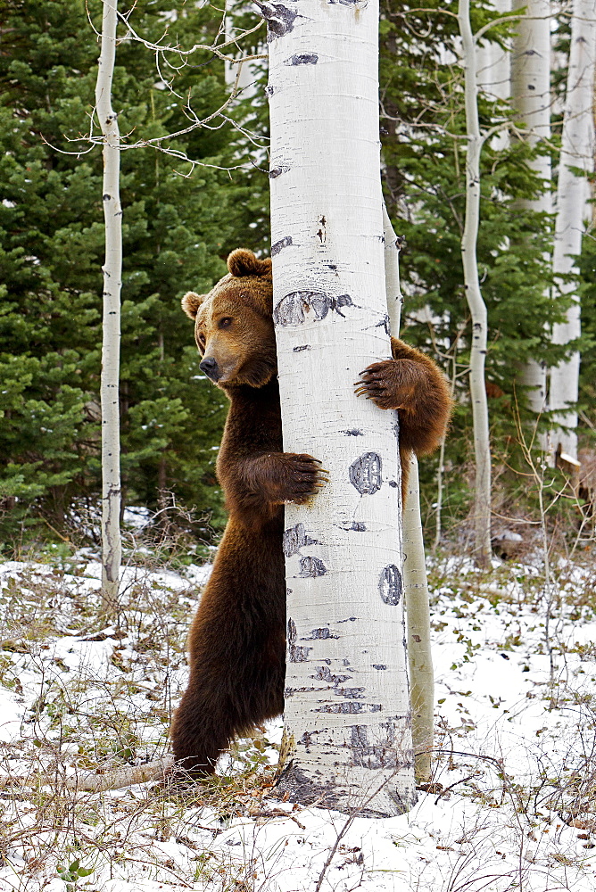 Grizzly surrounding a trunk, Utah USA