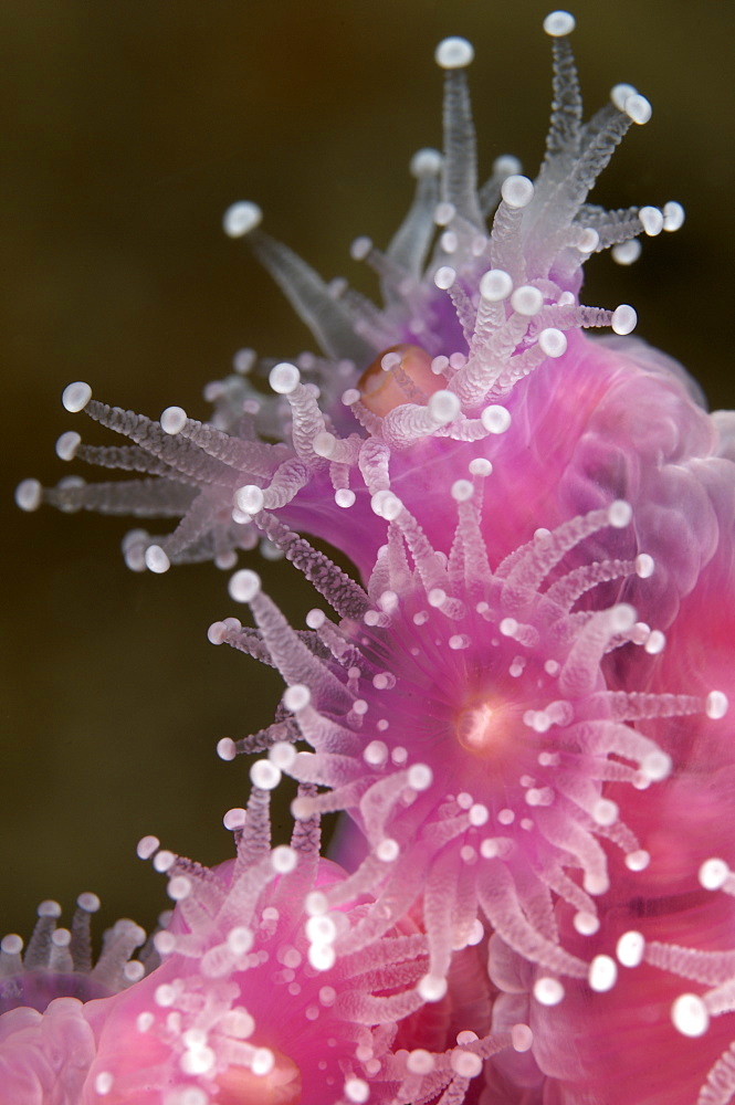 Jewel sea anemone, Poor Knights Island New Zealand