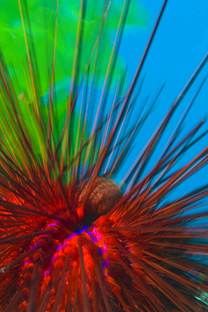 Diadema sea urchin, Poor knights Island New Zealand