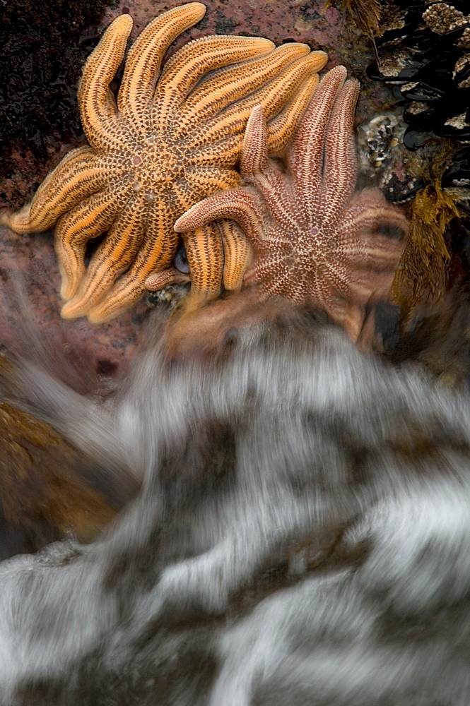 Eleven armed starfish on shore, South Island New Zealand