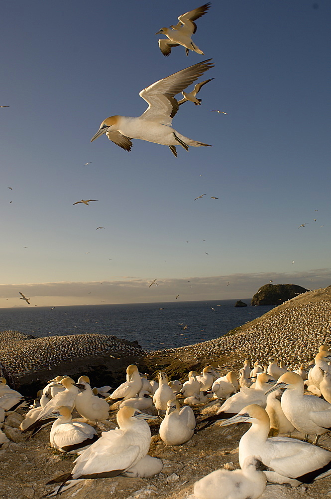 Australian Gannet colony,  New Zealand