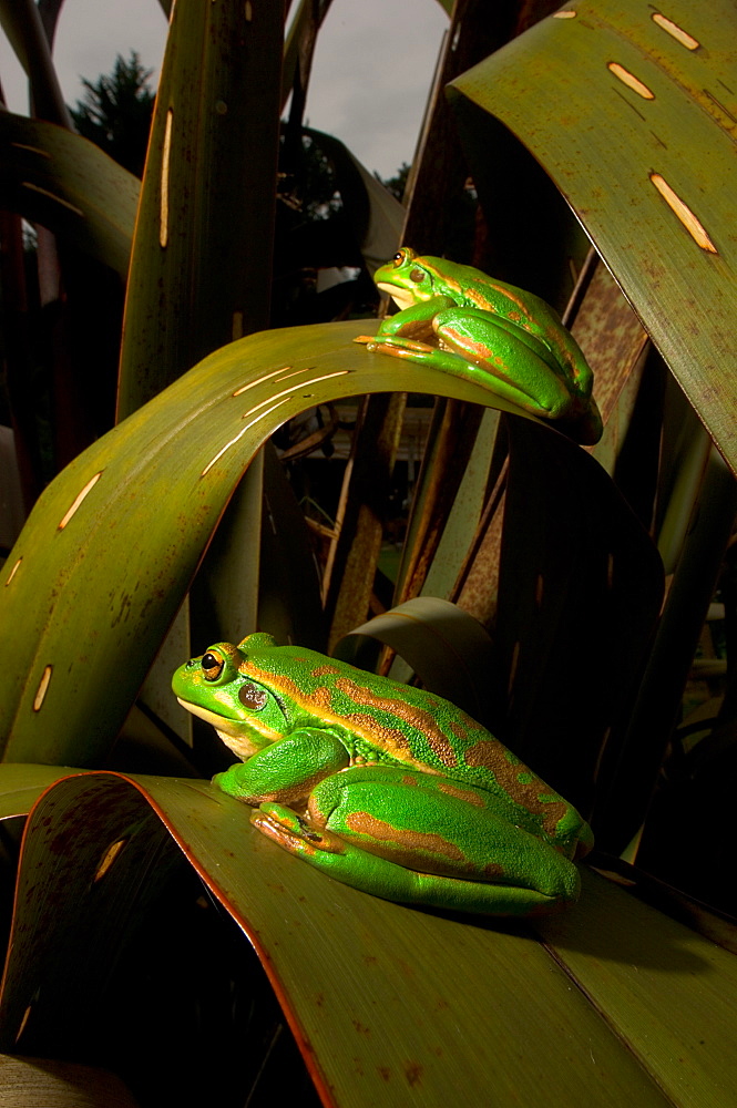 Golden bell frogs on leaves, New Zealand 