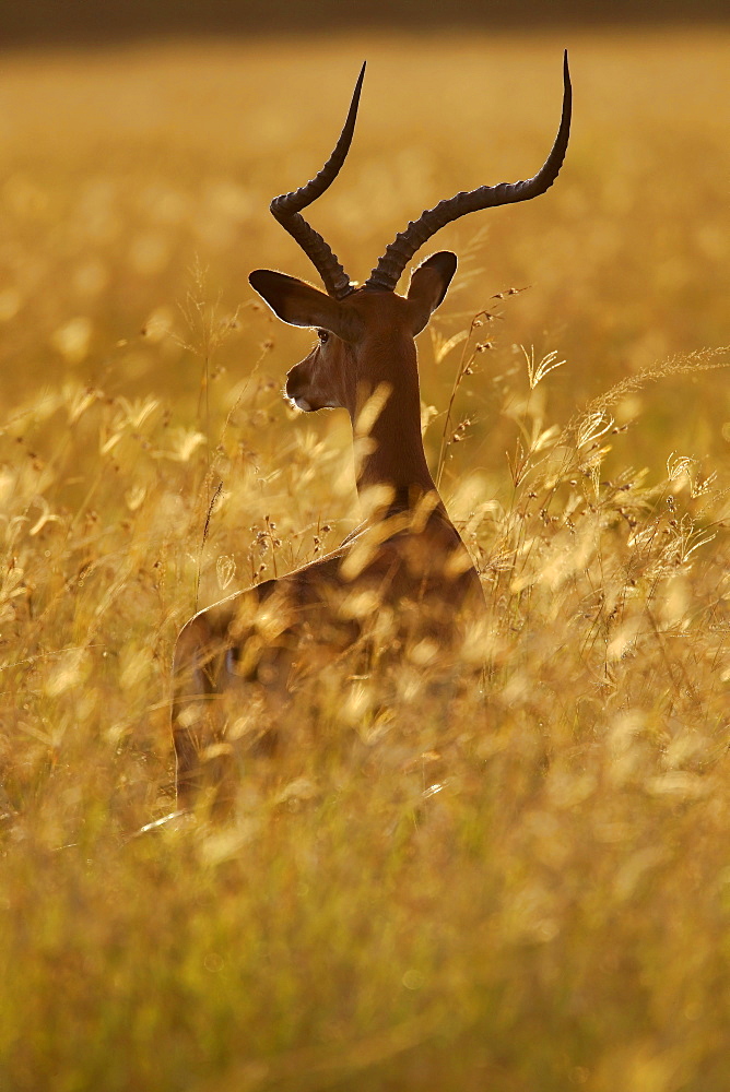 Impala in the tall grass, East Africa