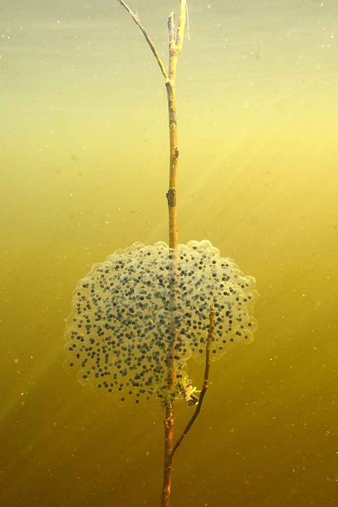 Grass frog eggs, Prairie Fouzon France 