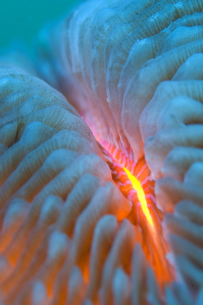 Mushroom coral detail, New Caledonia