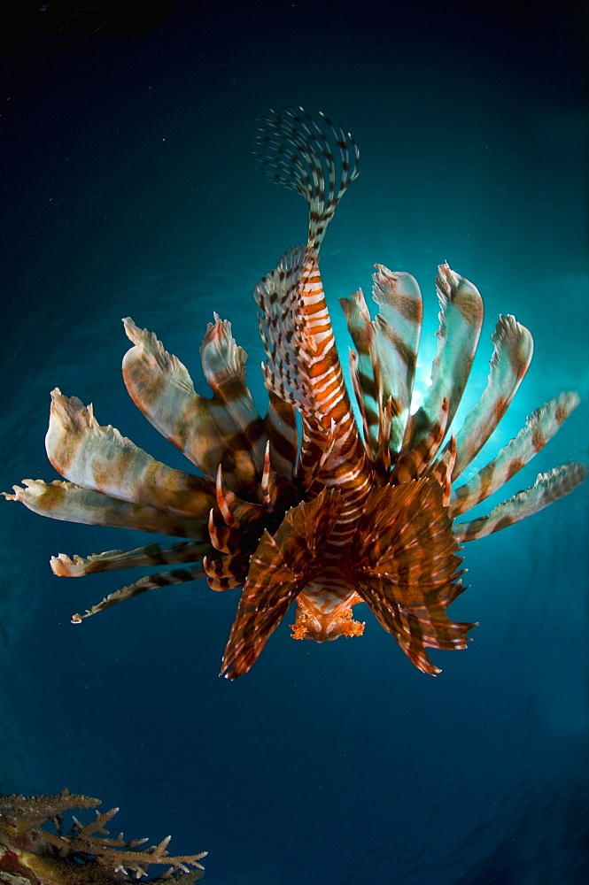 Red Lionfish swimming back, New Caledonia