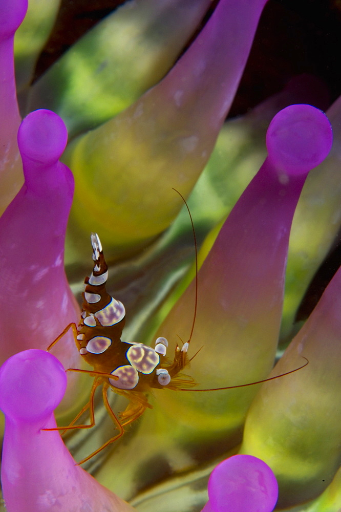 Anemone and shrimp, New Caledonia