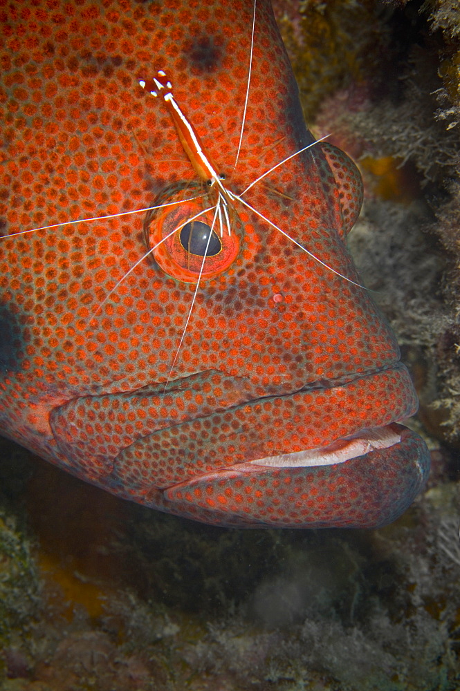 White-banded Cleaner Shrimp on Grouper, New Caledonia