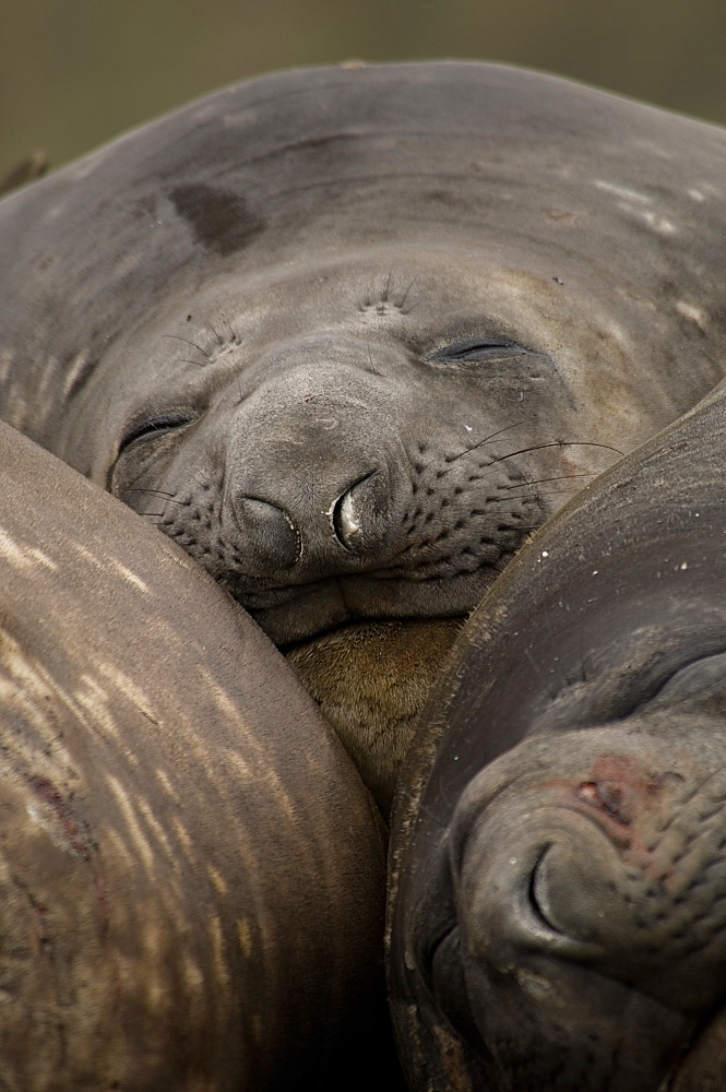 Elephant seal females sleeping, Maquarie Island  Australia