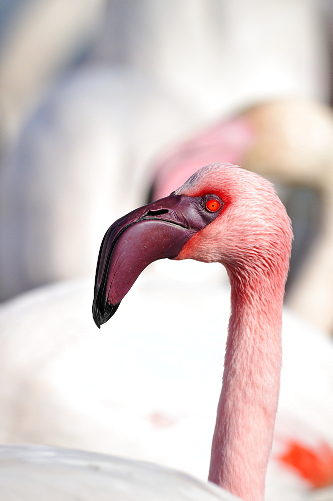 Portrait of Lesser Flamingo, Pont de Gau France 