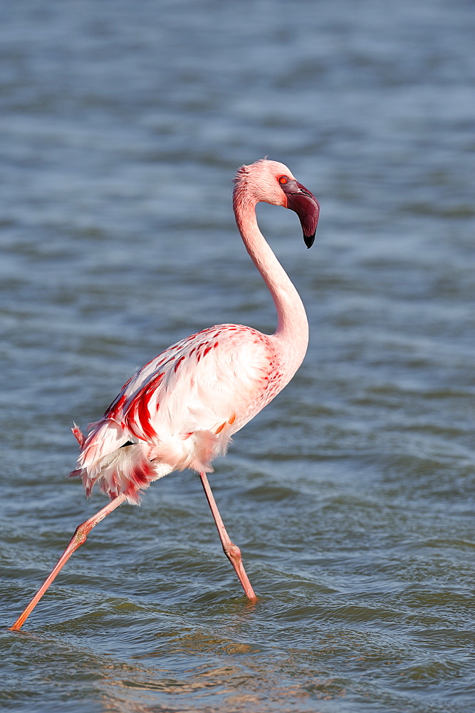 Lesser Flamingo walking in water, Pont de Gau France 