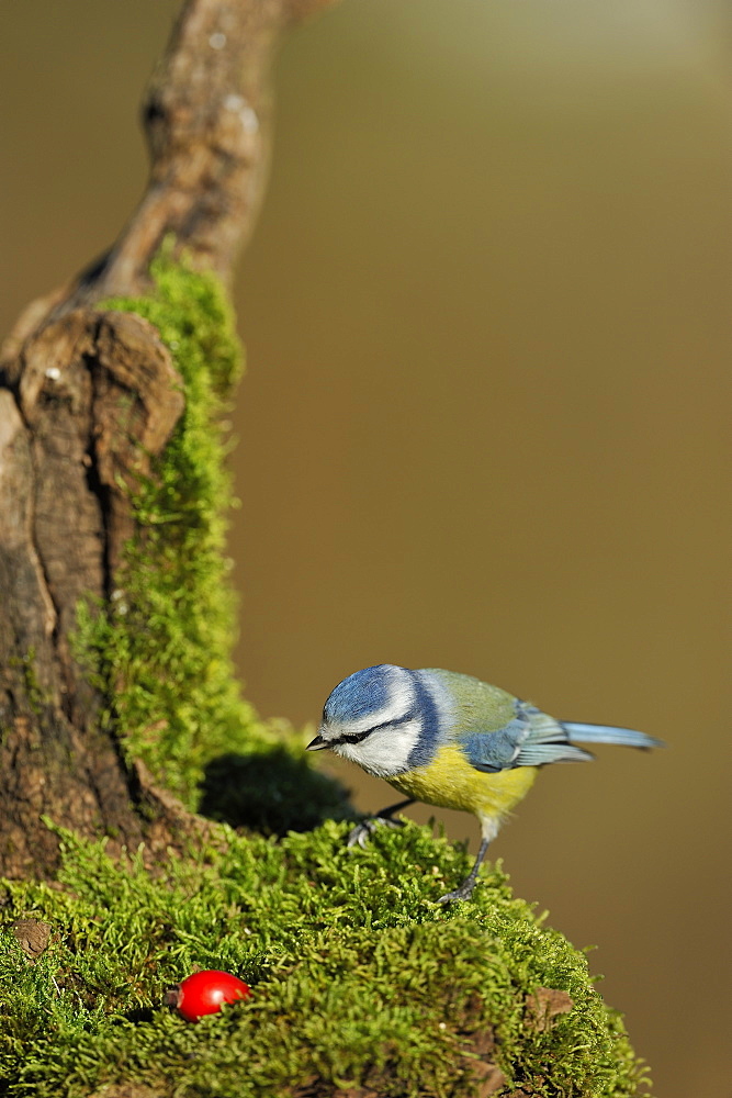 Blue tit on a stump covered with moss, France 