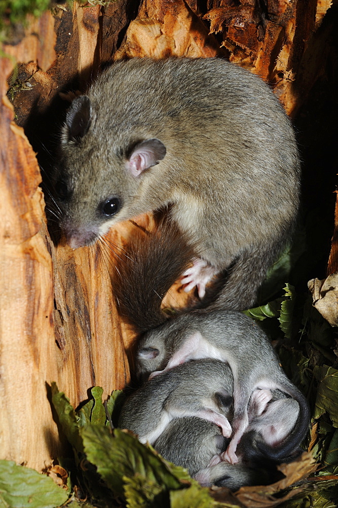 Fat Dormice and young in their nest in a hollow tree-France 