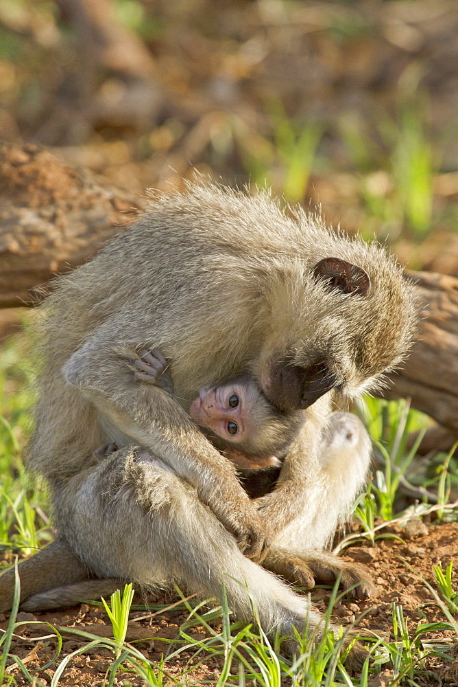 Green monkey breastfeeding her young, Kruger South Africa