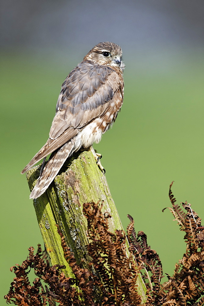 Merlin female on post, Britain UK