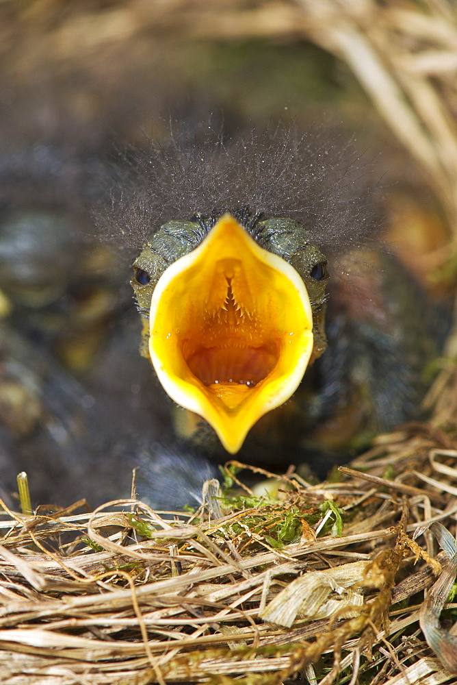 Young black redstart nest, France