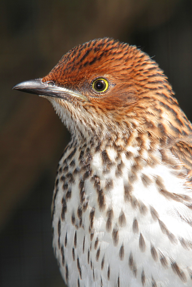 Portrait of female Southern Plum-coloured Starling 