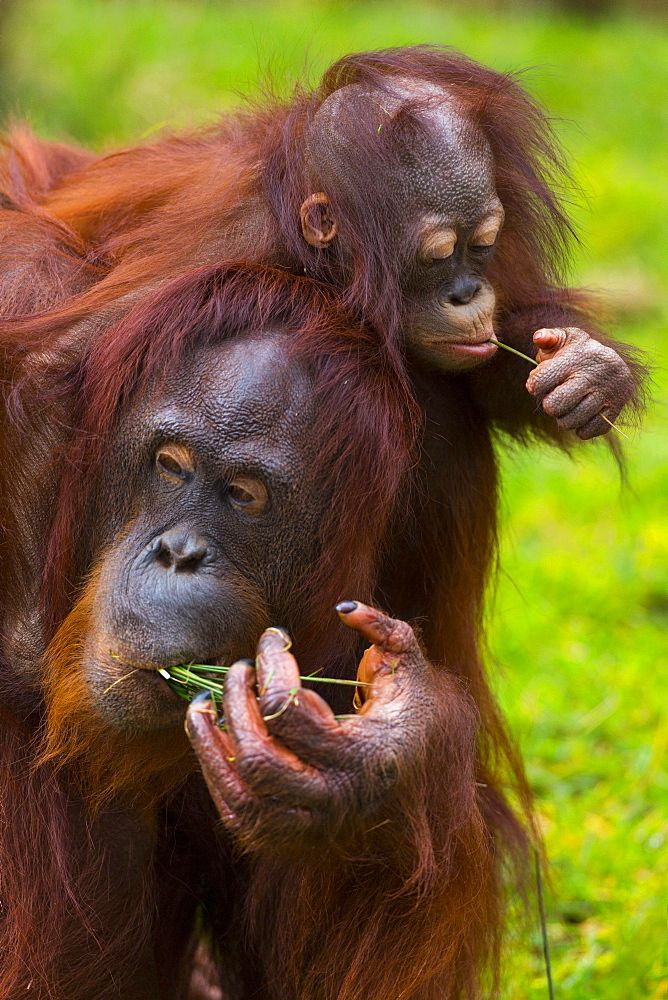 Bornean Orang-utan female and young 