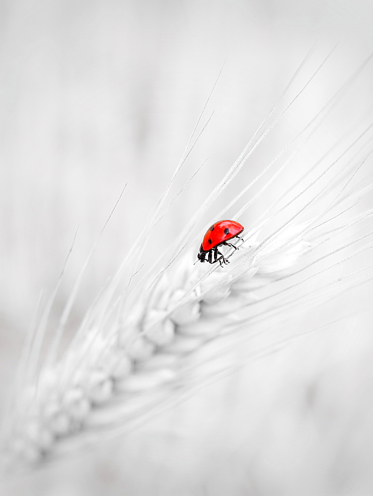 Seven-spot ladybird on an ear of corn, France