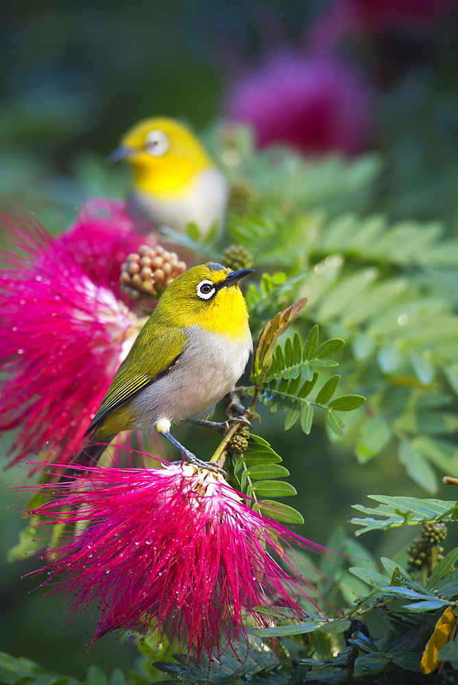 Oriental white-eye bird on a branch, Royal Bardia NP Nepal