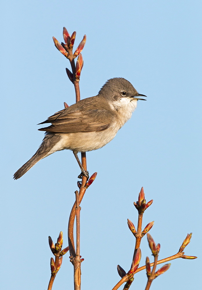 Male Lesser Whitethroat singing at spring, GB