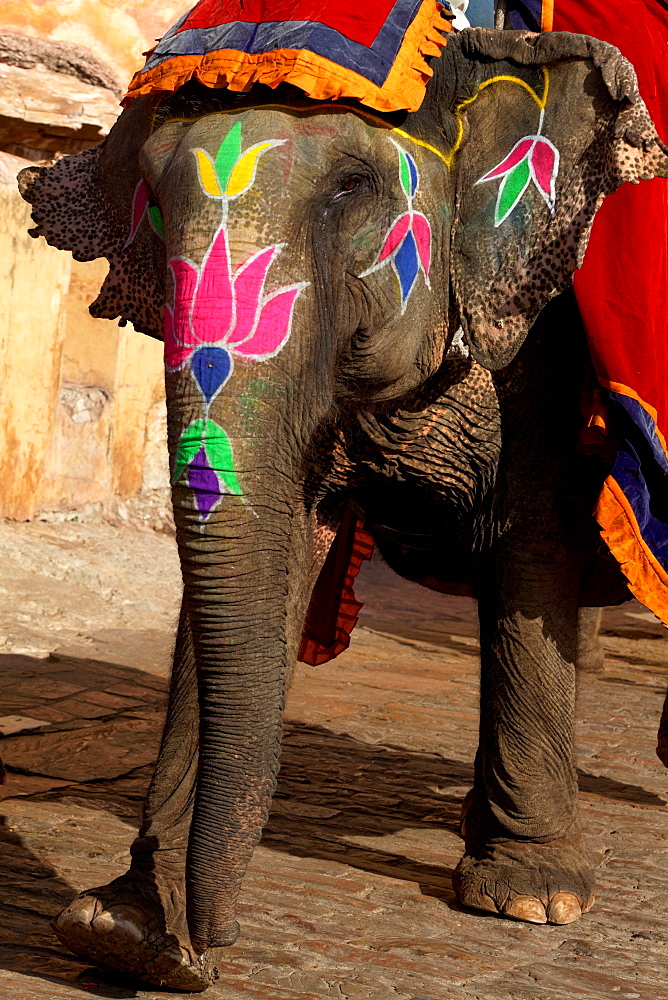 Asian Elephant painted for a ceremony, Rajasthan India