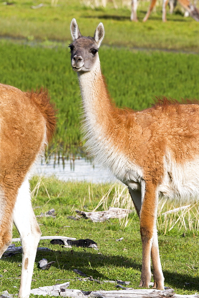 Guanacos in the steppe, Torres del Paine Chile