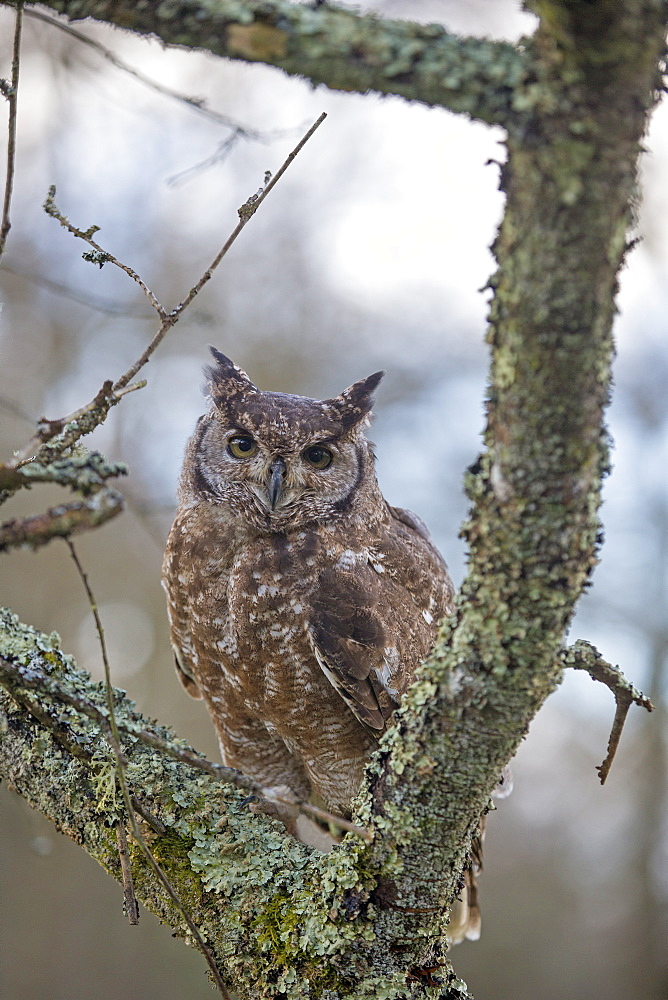 Spotted Eagle-Owl on a branch, Sologne France 