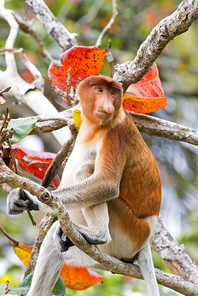 Proboscis monkey on a branch in forest, Malaysia Bako