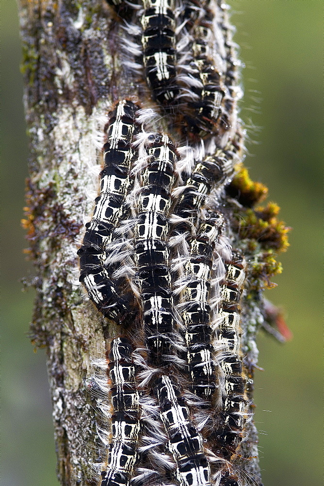 Caterpillars on a log in the woods, Mata Atlantica Brazil 