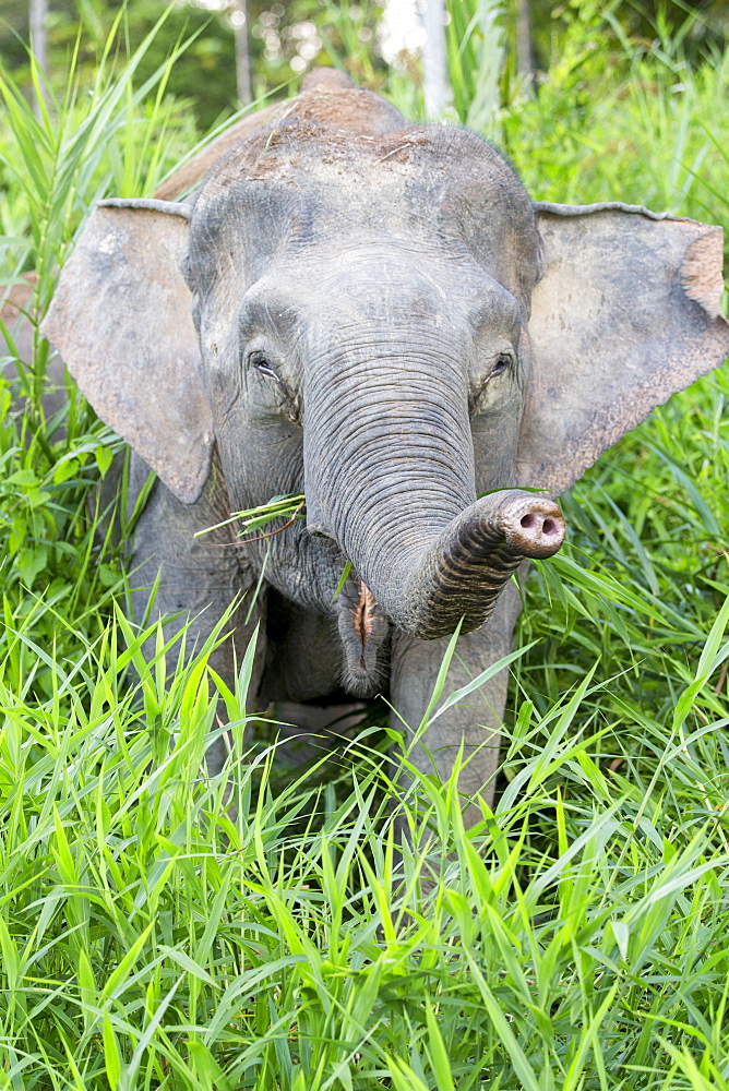 Borneo Pygmy Elephant , Sabah Malaysia