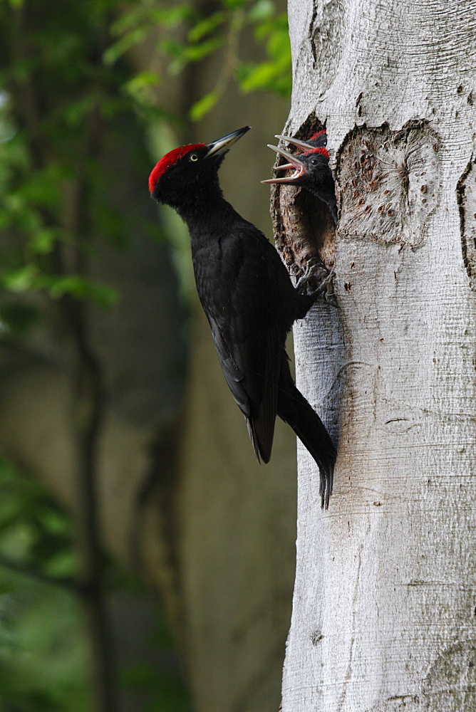 Black woodpecker feeding chicks, Offendorf Alsace France 